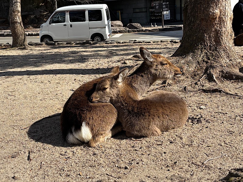 【即日募集】老舗旅館で学ぶ、本物の接客。